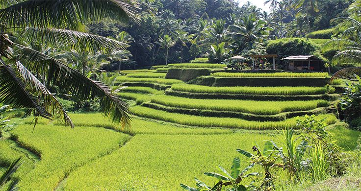 UBUD - DATATUR - DATATURİZM