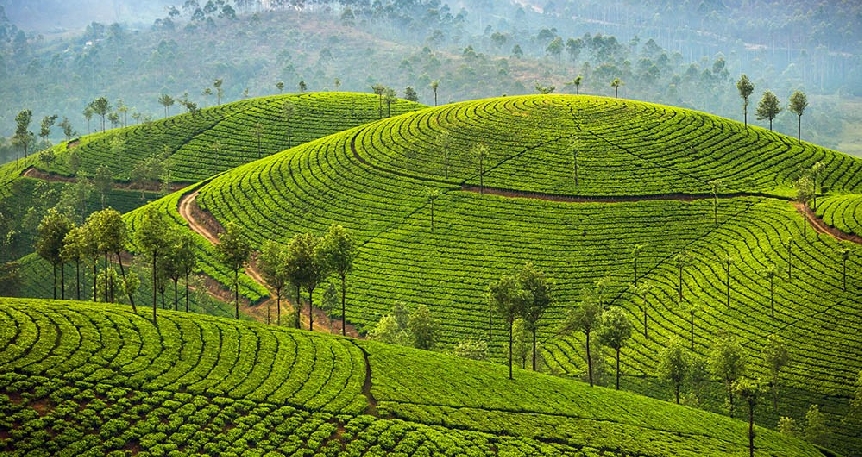 Güney Hindistan: Kerala & Tamil Nadu 