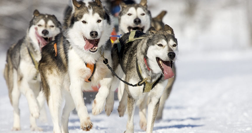 Yılbaşında Lapland Turu